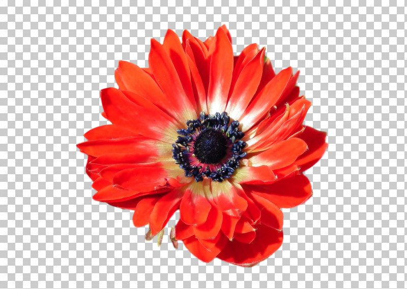 Transvaal Daisy Cut Flowers Anemone Petal 0jc PNG, Clipart, Anemone, Biology, Closeup, Cut Flowers, Flower Free PNG Download