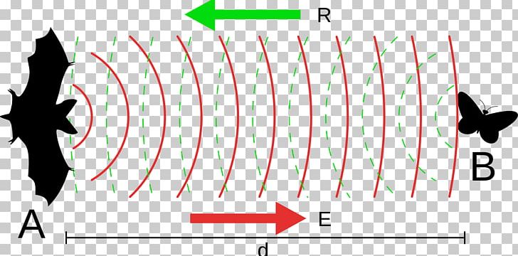 Bat Animal Echolocation Sonar Wave PNG, Clipart, Acoustic Wave, Angle, Animal Echolocation, Animals, Area Free PNG Download