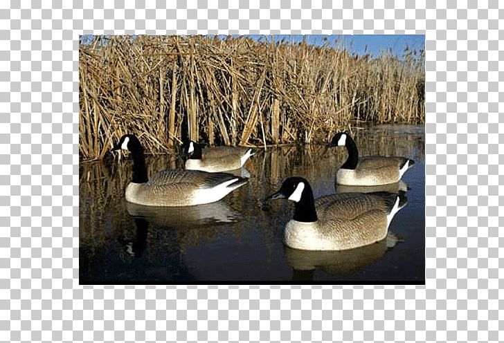 Duck Canada Goose Decoy Waterfowl Hunting PNG, Clipart,  Free PNG Download