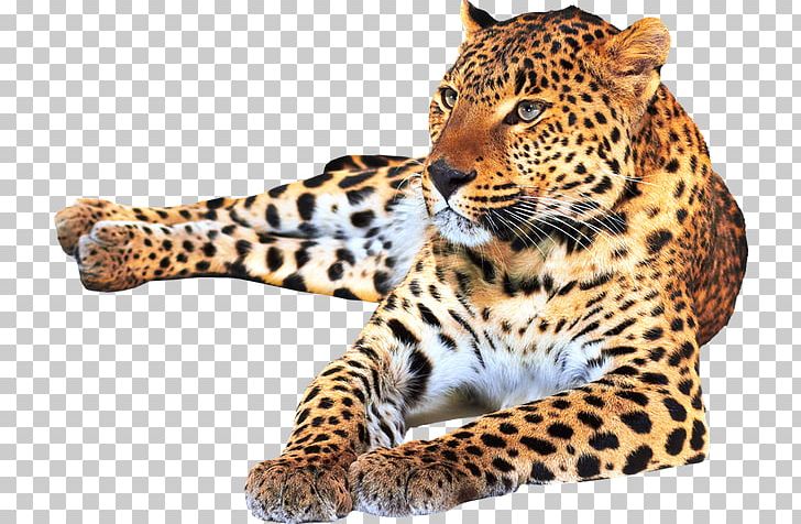 Leopard Jaguar Cheetah Felidae Tiger PNG, Clipart, Big Cats, Carnivoran, Cat, Cat Like Mammal, Cheetah Free PNG Download