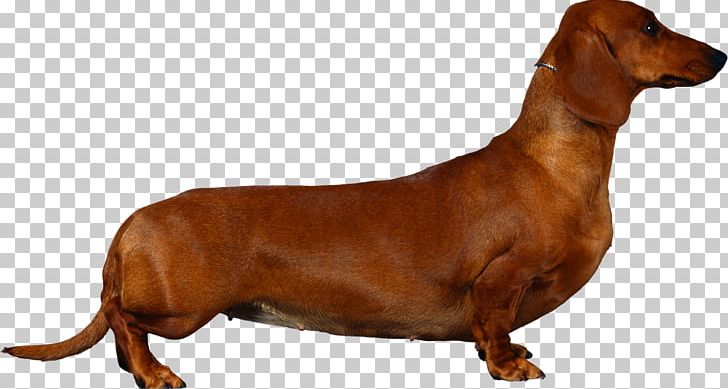 Dachshund English Cocker Spaniel Puppy Breed PNG, Clipart, 3d Dog, Animal, Animals, Basset Artesien Normand, Breed Free PNG Download