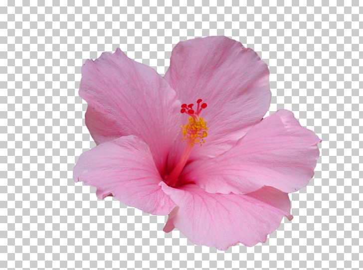 Hawaiian Hibiscus Flower Hawaiian Hibiscus Plant Stem PNG, Clipart, Bud, Chinese Hibiscus, Cut Flowers, Floral Design, Flower Free PNG Download