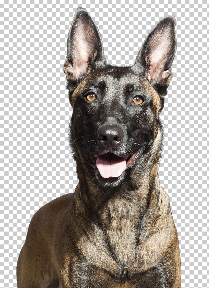 Malinois Dog German Shepherd Belgian Shepherd Tervuren East-European Shepherd PNG, Clipart, Belgian Shepherd, Belgian Shepherd Malinois, Breed, Carnivoran, Dog Free PNG Download