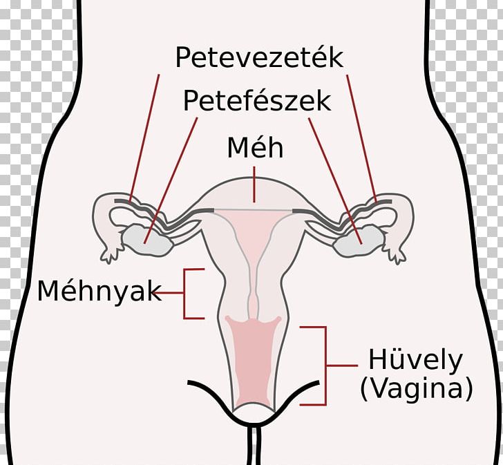 Female Reproductive System Sex Organ Human Reproductive System PNG, Clipart, Abdomen, Angle, Area, Cervix, Drawing Free PNG Download