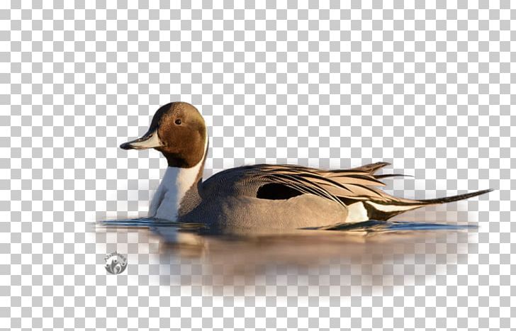 Mallard Duck Painting Beak PNG, Clipart, Advertising, Animals, Beak, Bird, Duck Free PNG Download