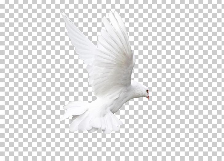 Rock Dove Bird White Animal PNG, Clipart, Animal, Animals, Beak, Bird, Columba Free PNG Download