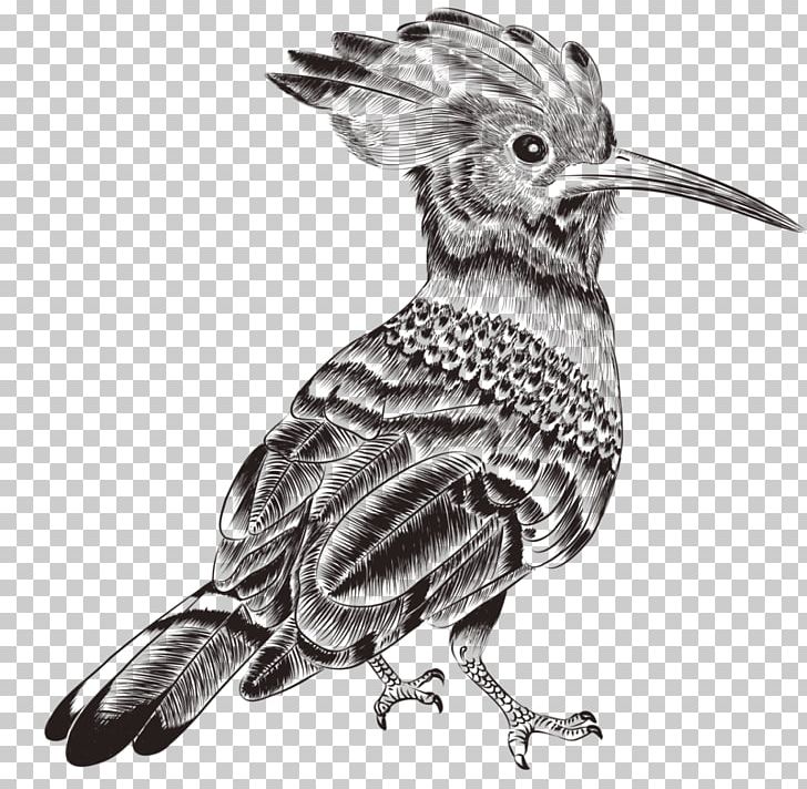 Bird Drawing Photography Illustration PNG, Clipart, Beak, Bird, Bird Cage, Bird Of Prey, Birds Free PNG Download