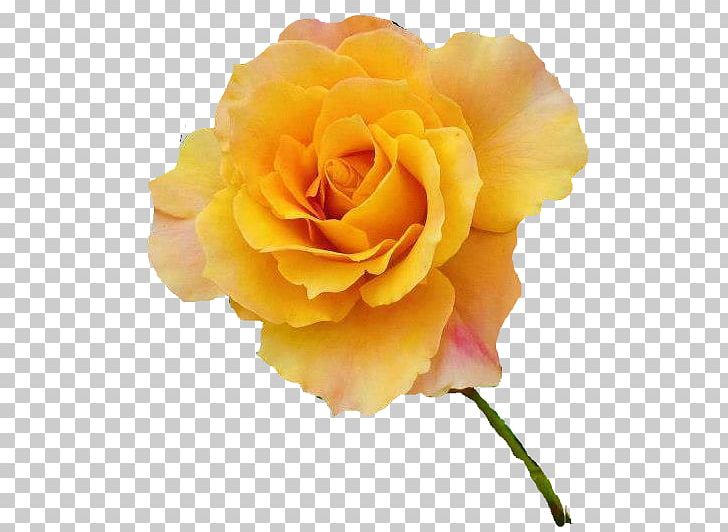 Garden Roses Cabbage Rose Yellow Flower PNG, Clipart, Afterglow, Cut Flowers, Encapsulated Postscript, Floribunda, Floristry Free PNG Download