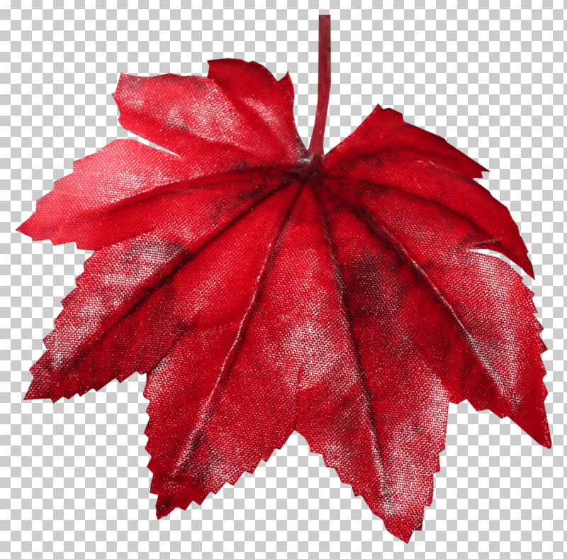 Maple Leaf PNG, Clipart, Deciduous, Flower, Leaf, Maple, Maple Leaf Free PNG Download