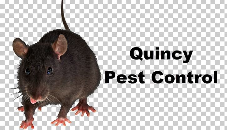 Brown Rat Mouse Rodent PNG, Clipart, Animals, Brown Rat, Desktop Wallpaper, Fauna, Gerbil Free PNG Download