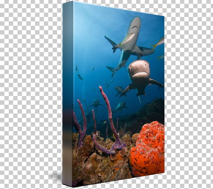 Ecosystem Freshwater Aquarium Coral Reef Marine Biology PNG, Clipart, Aquarium, Biology, Coral, Coral Reef, Coral Reef Fish Free PNG Download