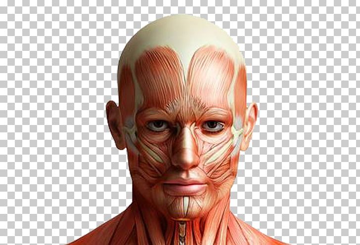 Mark Main Anatomy Human Body Facial Muscles PNG, Clipart, Australia Map, Brain, Brain, Brain Meridian, Brain Side View Free PNG Download