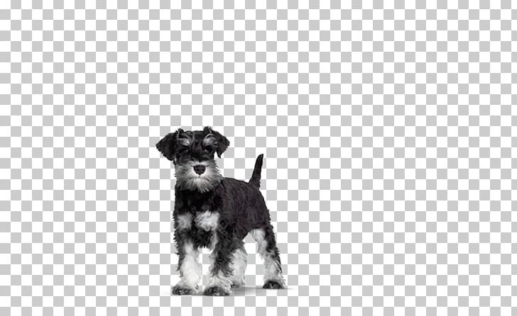 Miniature Schnauzer Morkie Schnoodle Puppy Havanese Dog PNG, Clipart, Animal, Carnivoran, Companion Dog, Dog, Dog Breed Free PNG Download