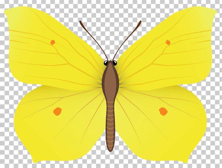Nymphalidae Pieridae Moth Butterfly Wing PNG, Clipart, Animal, Arthropod, Brush Footed Butterfly, Butterflies, Butterflies And Moths Free PNG Download