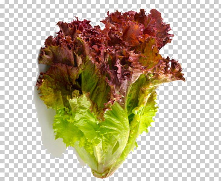Red Leaf Lettuce Romaine Lettuce Vegetable Salad PNG, Clipart, Benih, Food, Food Drinks, Herb, Leaf Free PNG Download