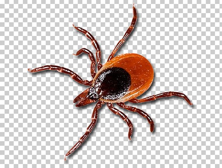 Tick Lyme Disease Health Chronic Condition PNG, Clipart, Arachnid, Arthropod, Chronic Condition, Decapoda, Disease Free PNG Download
