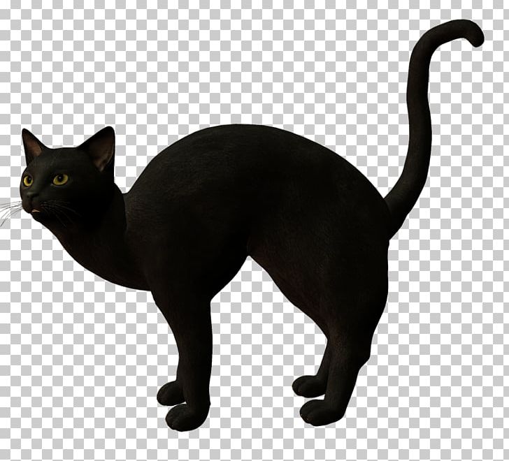 Black Cat Korat Havana Brown Domestic Short-haired Cat PNG, Clipart, Animal, Asian, Black Cat, Bombay, Bur Free PNG Download