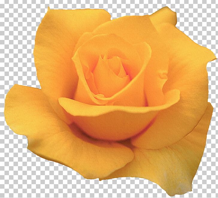 Garden Roses Yellow Flower Painting Portable Network Graphics PNG, Clipart, Chomikujpl, Closeup, Cut Flowers, Floribunda, Flower Free PNG Download