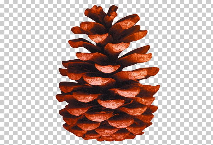 Pine Conifer Cone Organization PNG, Clipart, Brown, Brown Background, Cone, Ice Cream Cone, Kind Free PNG Download