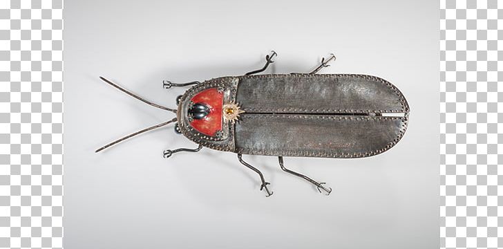 Beetle Firefly True Bugs Pest Light PNG, Clipart, Amber, Arthropod, Beetle, Elizabeth Goluch, Fauna Free PNG Download