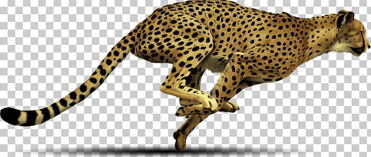 Computer Icons PNG, Clipart, Big Cats, Carnivoran, Cat Like Mammal, Cheetah, Cheetah Print Free PNG Download