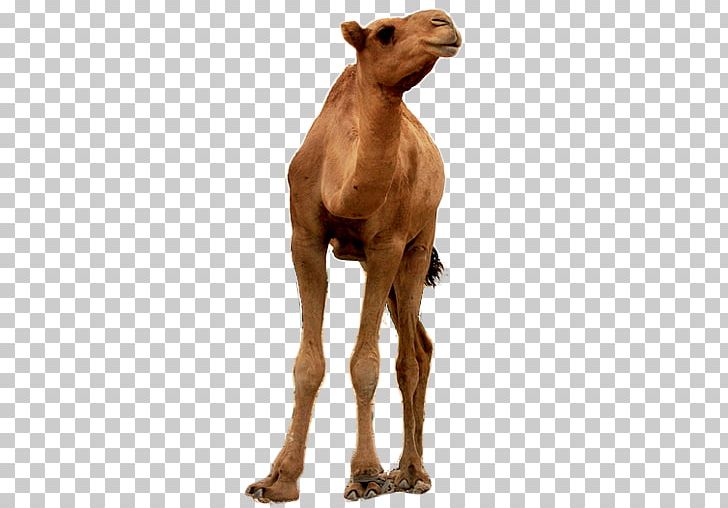 Dromedary Goat Wildlife Terrestrial Animal Snout PNG, Clipart, Android, Android App, Animal, Animals, Arabian Camel Free PNG Download