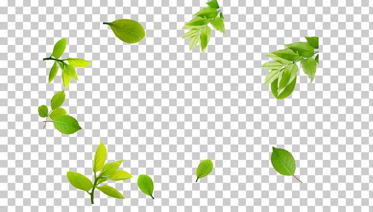 Branch Leaf Template Pattern PNG, Clipart, Autumn Leaves, Banana Leaves, Branch, Com, Fall Leaves Free PNG Download