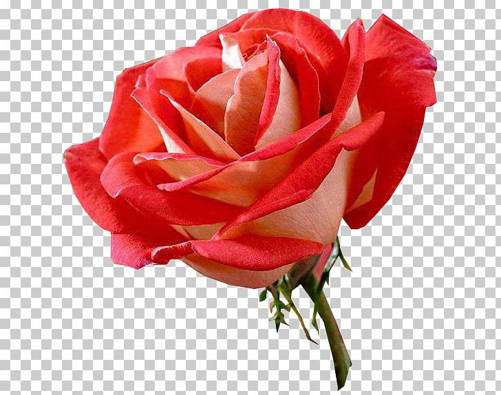 Hybrid Tea Rose Flower Floribunda Black Rose PNG, Clipart, Black Rose, Blume, China Rose, Closeup, Cut Flowers Free PNG Download