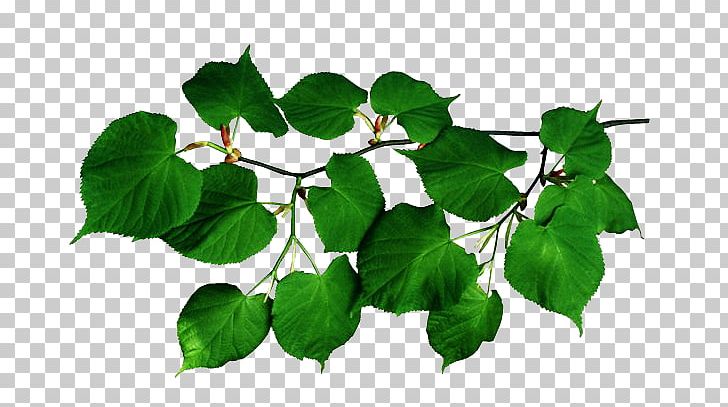 Leaf Tree Branch Plant Stem PNG, Clipart, Branch, Bud, Digital Image, Ivy, Ivy Family Free PNG Download