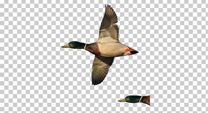 Mallard Bird Control Domestic Pigeon Columbidae PNG, Clipart, Animals, Anseriformes, Beak, Bird, Bird Control Free PNG Download