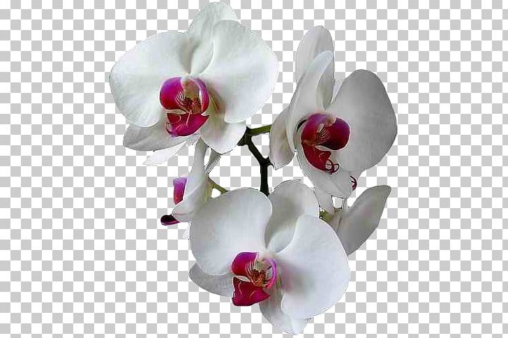 Moth Orchids E-card Greeting PNG, Clipart, Animation, Blingee, Blossom, Boat Orchid, Cut Flowers Free PNG Download