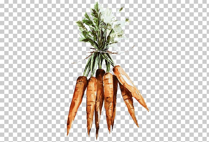 Carrot Vegetable Illustration PNG, Clipart, Carrot, Carrot Creative, Daucus Carota, Drawing, Food Free PNG Download