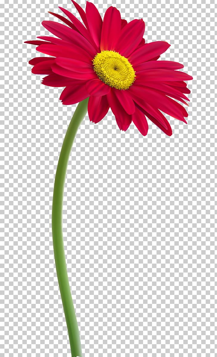 Flower Plant Stem PNG, Clipart, Annual Plant, Artificial Flower, Camomile, Daisy, Daisy Family Free PNG Download