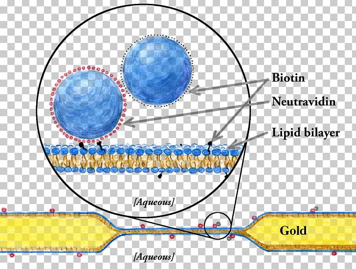 Model Lipid Bilayer Biological Membrane Cell Membrane PNG, Clipart, Angle, Area, Bilayer, Biological Membrane, Biology Free PNG Download