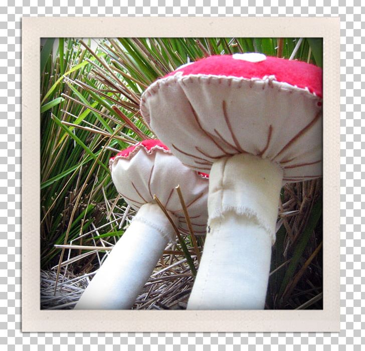 Agaricaceae PNG, Clipart, Agaricaceae, Flora, Flower, Grass, Mushroom Free PNG Download