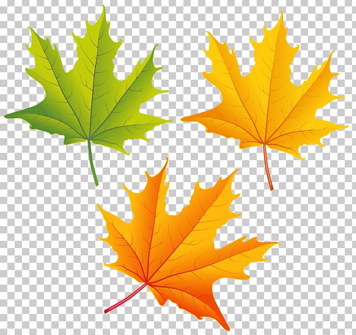 Autumn Leaf Color Autumn Leaf Color PNG, Clipart, Art, Autumn, Autumn Leaf Color, Autumn Leaves, Download Free PNG Download