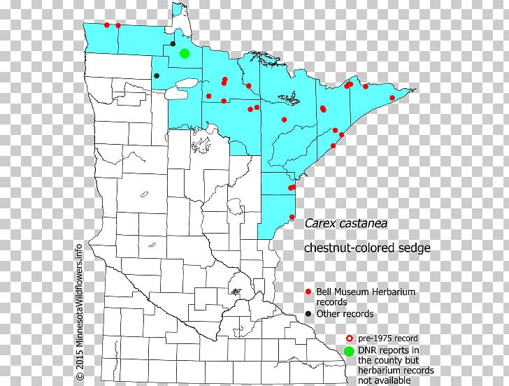 Carex Stipata Tussock Sedge Minnesota Map Celebrity PNG, Clipart, Area, Celebrity, Diagram, Download, Flora Free PNG Download