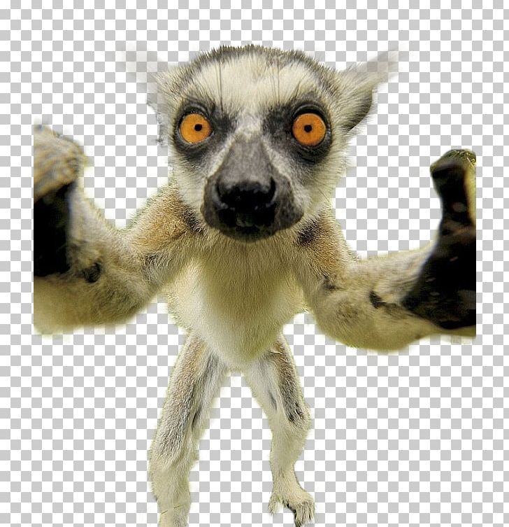 Cat Lemurs Selfie Animal Humour PNG, Clipart, Animal, Animals, Cat, Cheezburger Inc, Cuteness Free PNG Download