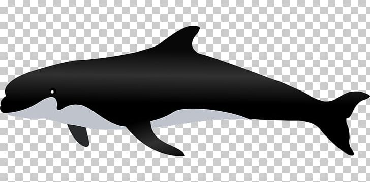 Cetacea PNG, Clipart, Animal Figure, Black, Cetacea, Dolphin, Download Free PNG Download