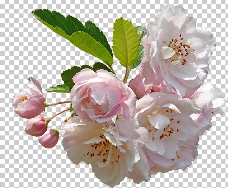 Desktop Apple Flower PNG, Clipart, Apple, Apples, Blossom, Branch, Cherry Blossom Free PNG Download