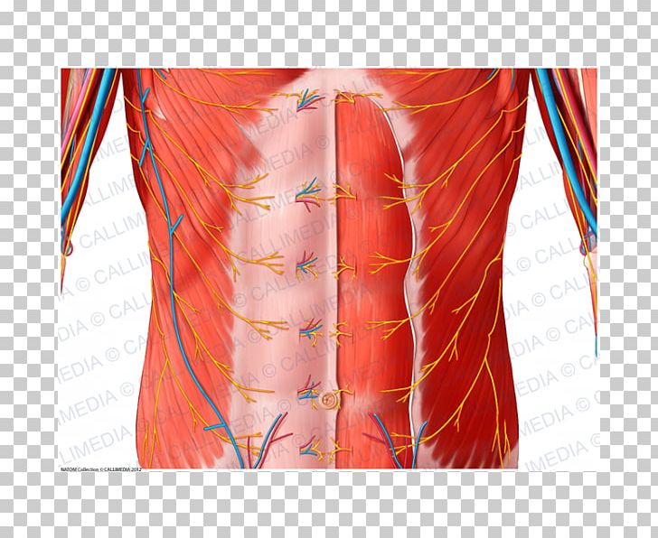 Hip Nerve Abdomen Blood Vessel Muscle PNG, Clipart, Abdomen, Anatomy ...