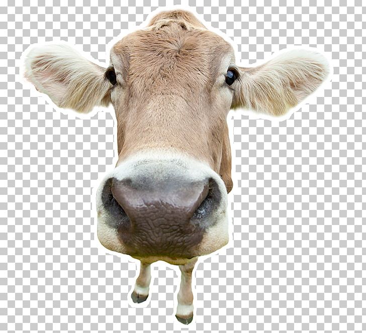 Holstein Friesian Cattle Angus Cattle Stock Photography Cow Hoof Dairy Cattle PNG, Clipart, Angus Cattle, Calf, Cattle, Cattle Like Mammal, Cow Goat Family Free PNG Download