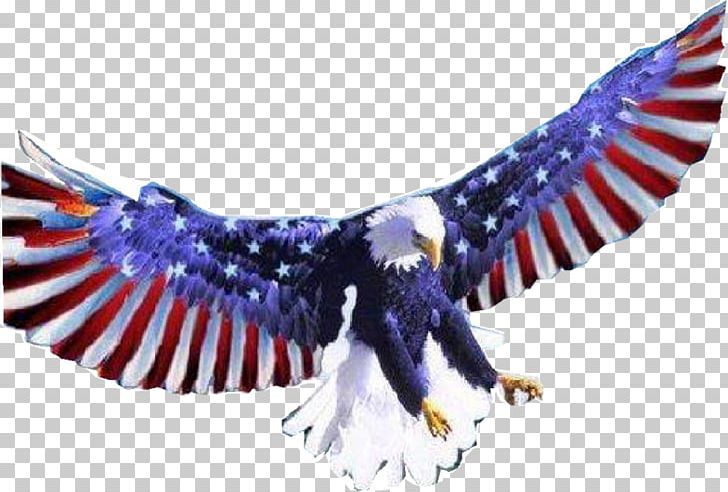 Bald Eagle Eagles Nest Deli White-tailed Eagle Philadelphia Eagles PNG, Clipart, Accipitriformes, Animals, Bald Eagle, Beak, Bird Free PNG Download