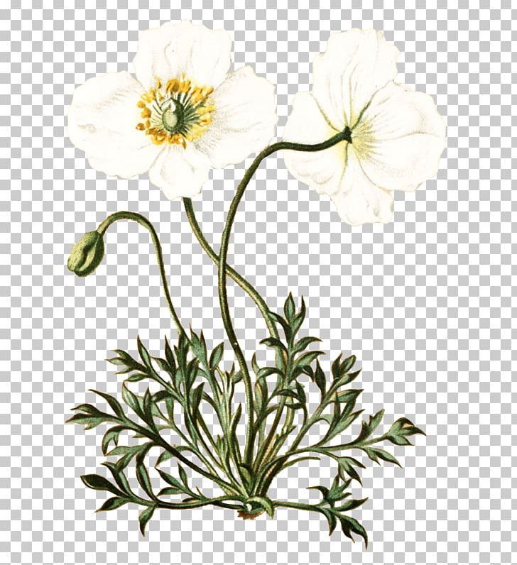 Botanical Illustration Botany Flower PNG, Clipart, Anemone, Art, Black And White, Botanical Illustrator, Chrysanths Free PNG Download