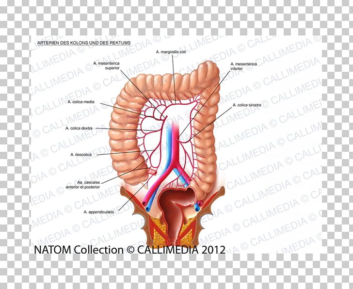 Lymph Node Lymphatic System Large Intestine Colorectal Cancer PNG, Clipart, 360 Degrees, Anatomy, Colon, Colorectal Cancer, Ear Free PNG Download