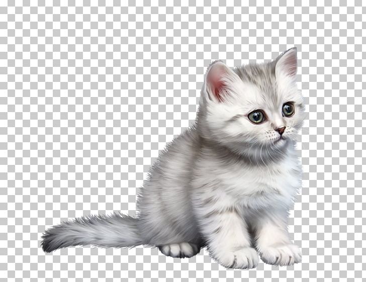 American Shorthair Malayan Cat Burmilla American Wirehair Ragamuffin Cat PNG, Clipart, Animals, Asian, Asian Semilonghair, Asian Semi Longhair, Carnivoran Free PNG Download