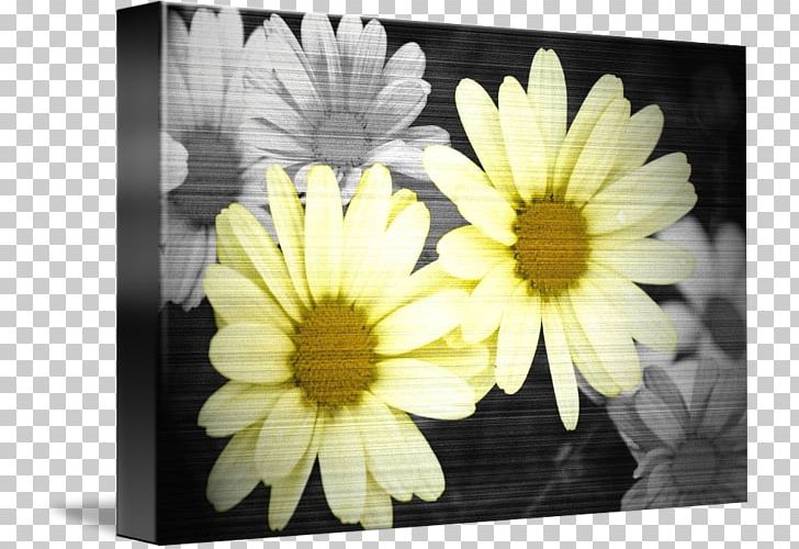 Black And White Yellow PNG, Clipart, Art, Black, Black And White, Blue, Chrysanths Free PNG Download