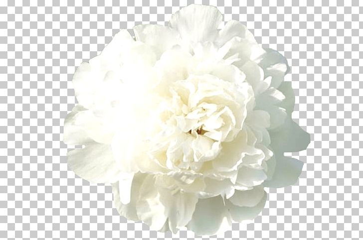 Peony Rose Cut Flowers Floral Design PNG, Clipart, Artificial Flower, Bud, Customer, Cut Flowers, Elsa Free PNG Download