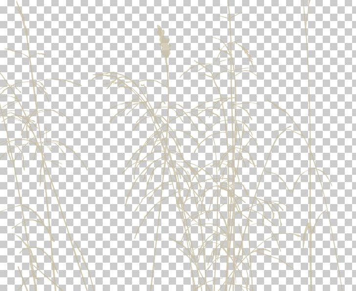 Twig Grasses Plant Stem Line Sky Plc PNG, Clipart, Art, Black And White, Branch, Cardinal, Csp Free PNG Download