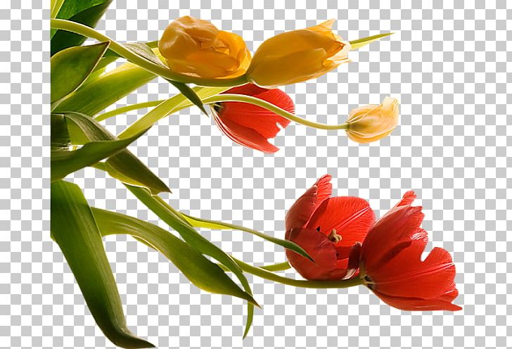 Animation Blog PNG, Clipart, Animation, Blog, Bud, Cartoon, Cut Flowers Free PNG Download